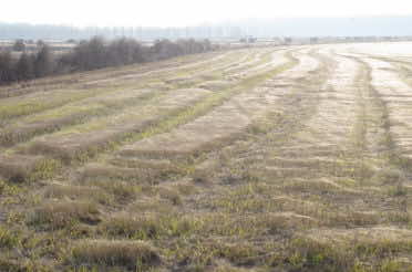 Campagna invernale di Anna Teresa Vantin