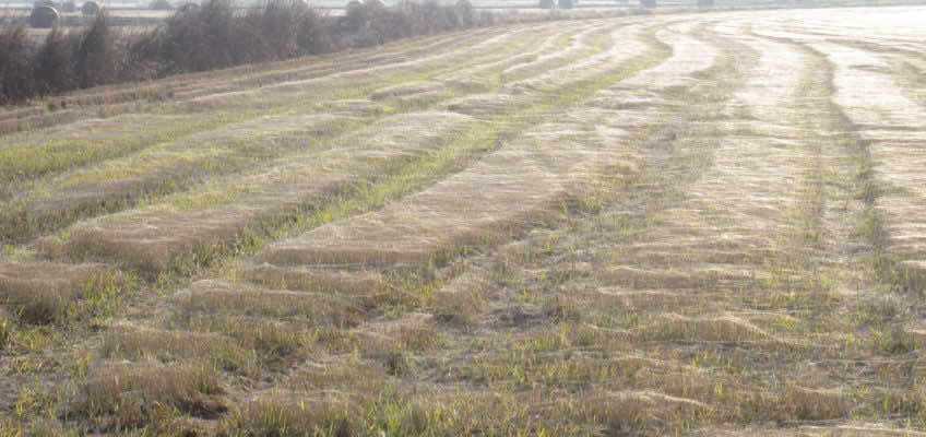 Campagna invernale di Anna Teresa Vantin