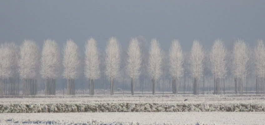 Inverno di Anna Maria Vantin