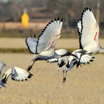 Volo Ibis (CERGNAGO)